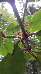 Peponidium