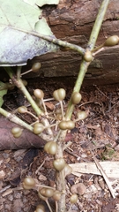 Peponidium
