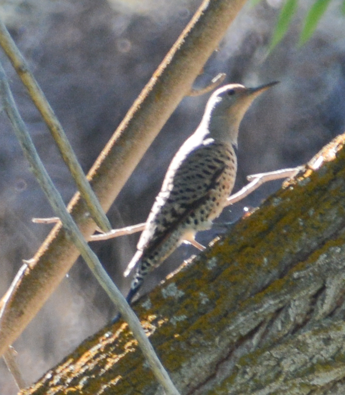 Carpintero de Pechera Común desde Power County, ID, USA el jueves, 07