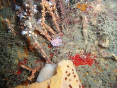 Phyllodesmium poindimiei