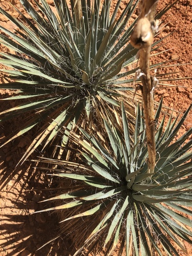Yucca harrimaniae