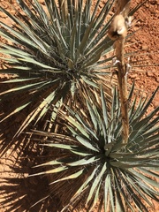 Yucca harrimaniae