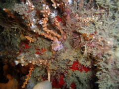 Phyllodesmium poindimiei