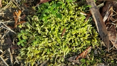 Claopodium whippleanum