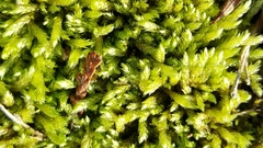 Claopodium whippleanum