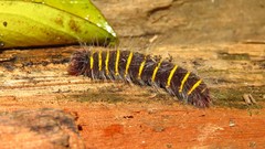 Pyrrhopyge charybdis