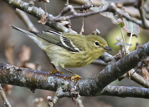 Blackpoll Warbler