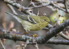 Blackpoll Warbler photo 4