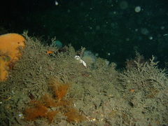 Idiotropiscis lumnitzeri