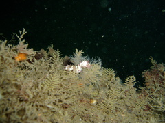 Idiotropiscis lumnitzeri