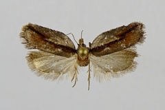 Acleris youngana