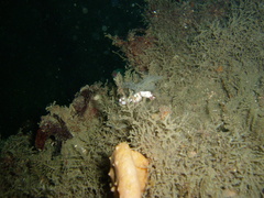 Idiotropiscis lumnitzeri