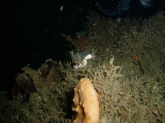 Idiotropiscis lumnitzeri