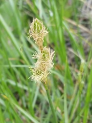 Carex tetrastachya