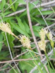 Carex tetrastachya