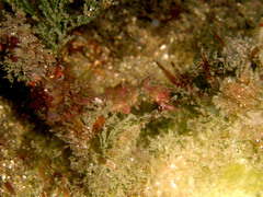 Idiotropiscis lumnitzeri