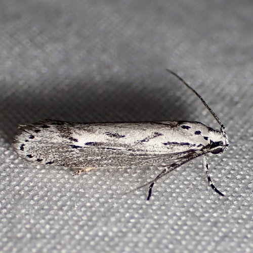 Ethmia semitenebrella photo 4