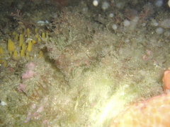 Idiotropiscis lumnitzeri