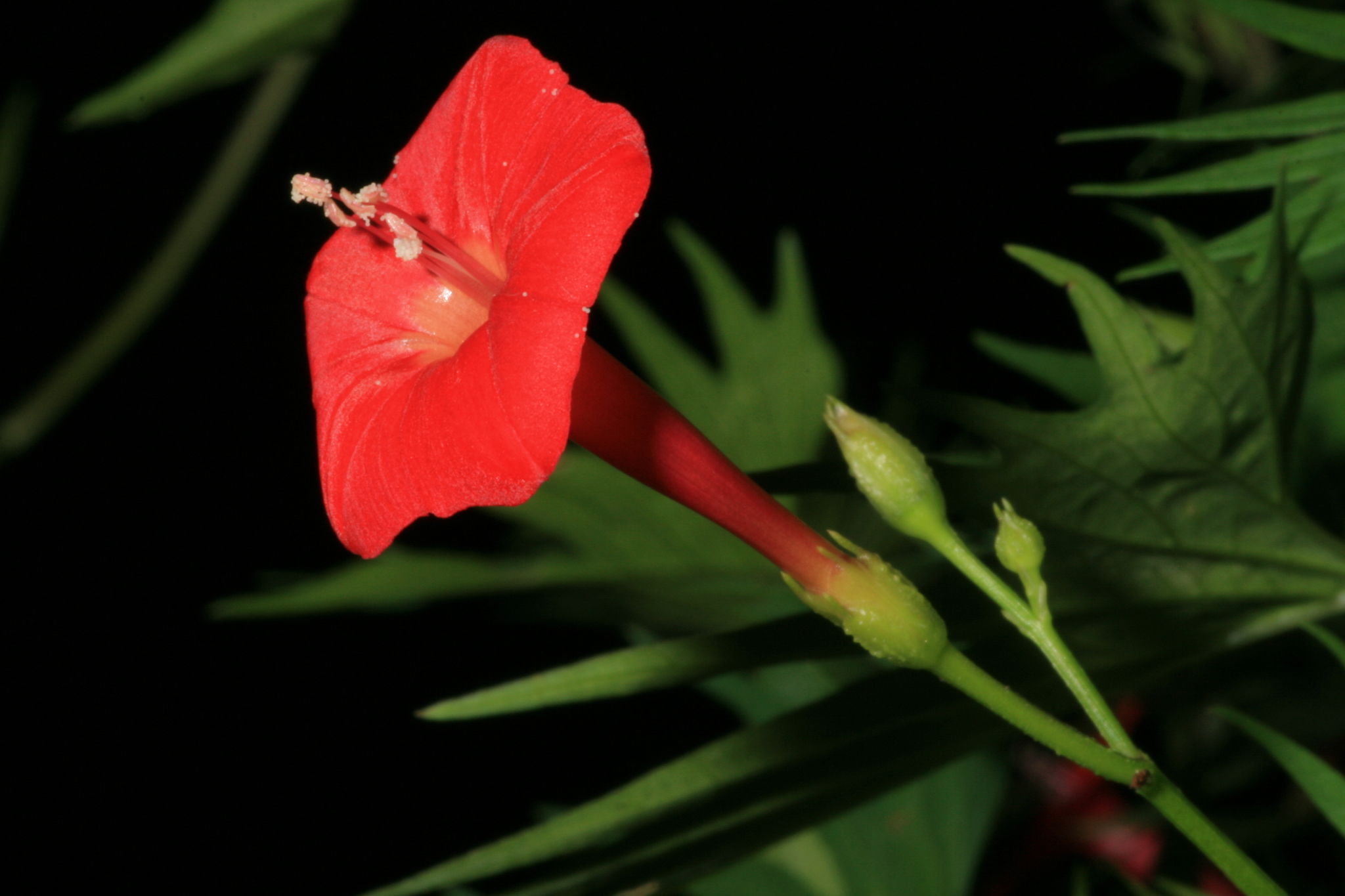 Ipomoea X multifida