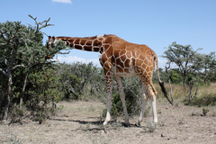 Giraffa camelopardalis reticulata