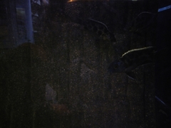 Nimbochromis venustus