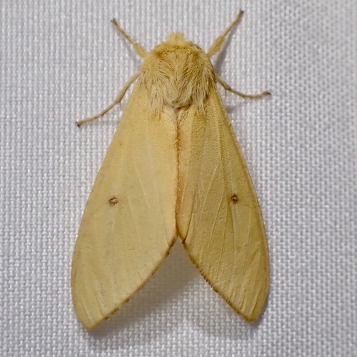 Lophocampa pura