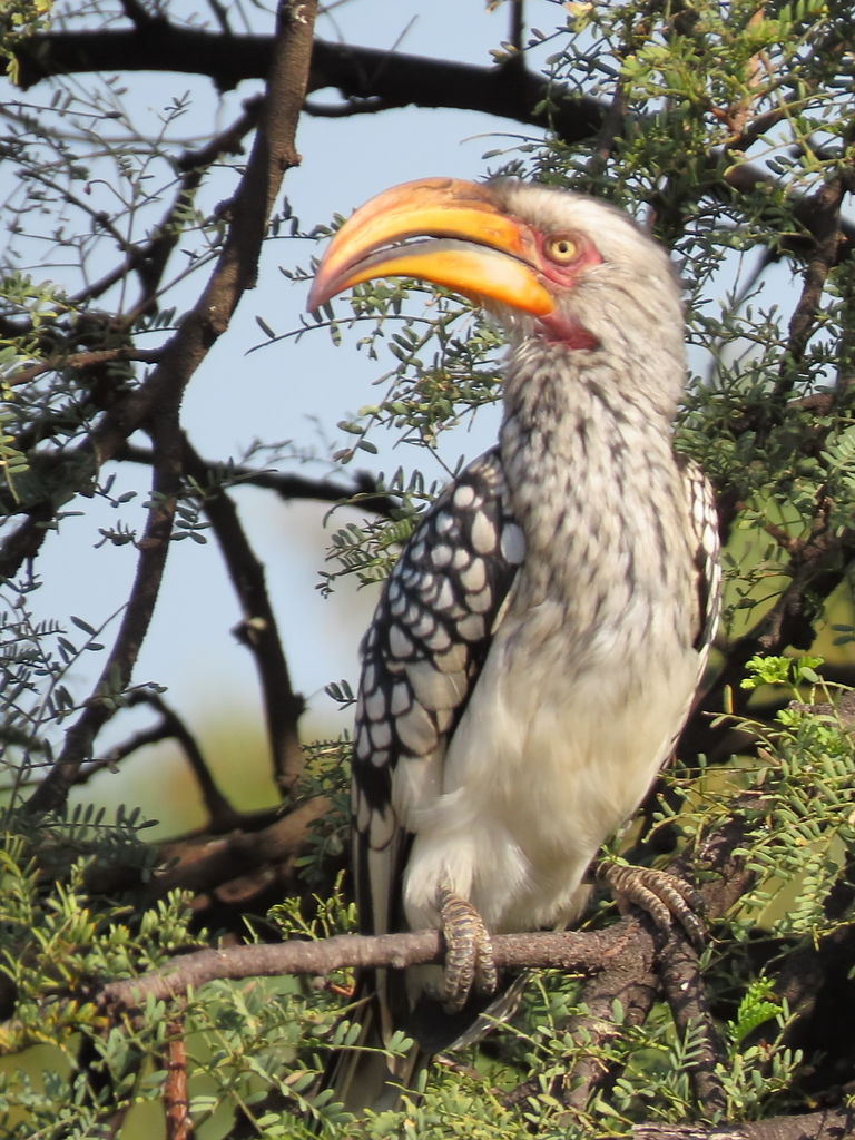 Tockus leucomelas from Roodeplaat Dam NR on 2023년 04월 28일 (금) at 02:55 오후 by moxcalvitiumtorgos · iNaturalist Tockus... 