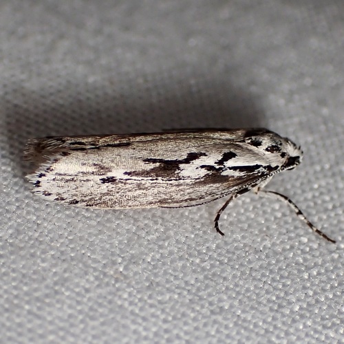 Ethmia semitenebrella photo 5
