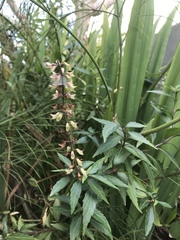 Orthosiphon aristatus