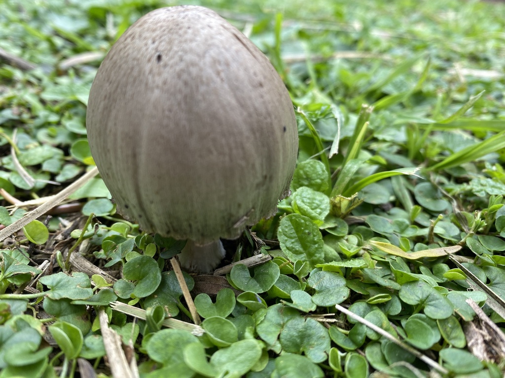 Coprinopsis atramentaria · September 2023 · photo: © carancho (iNaturalist, cc-by)