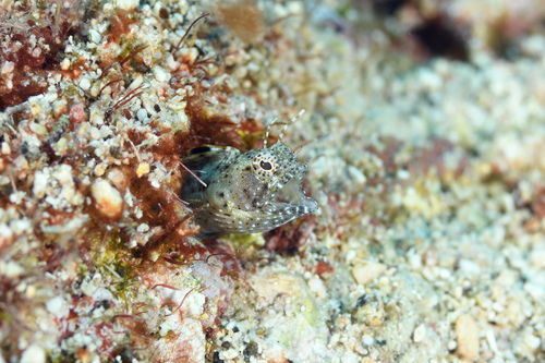Sailfin blenny (Emblemaria pandionis) — Chaenopsidae — 4