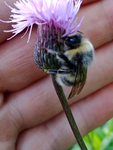 Photo of White-tailed Bumble Bee (Bombus lucorum)