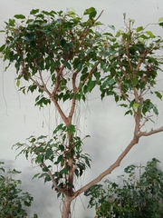 Ficus benjamina benjamina