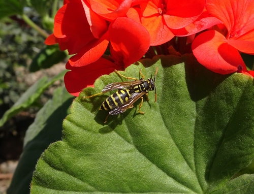 European Paper Wasp