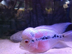 Amphilophus labiatus × cichlasoma trimaculatum