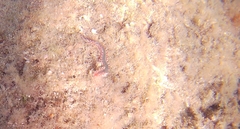 Hermodice carunculata image