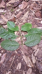 Peponidium