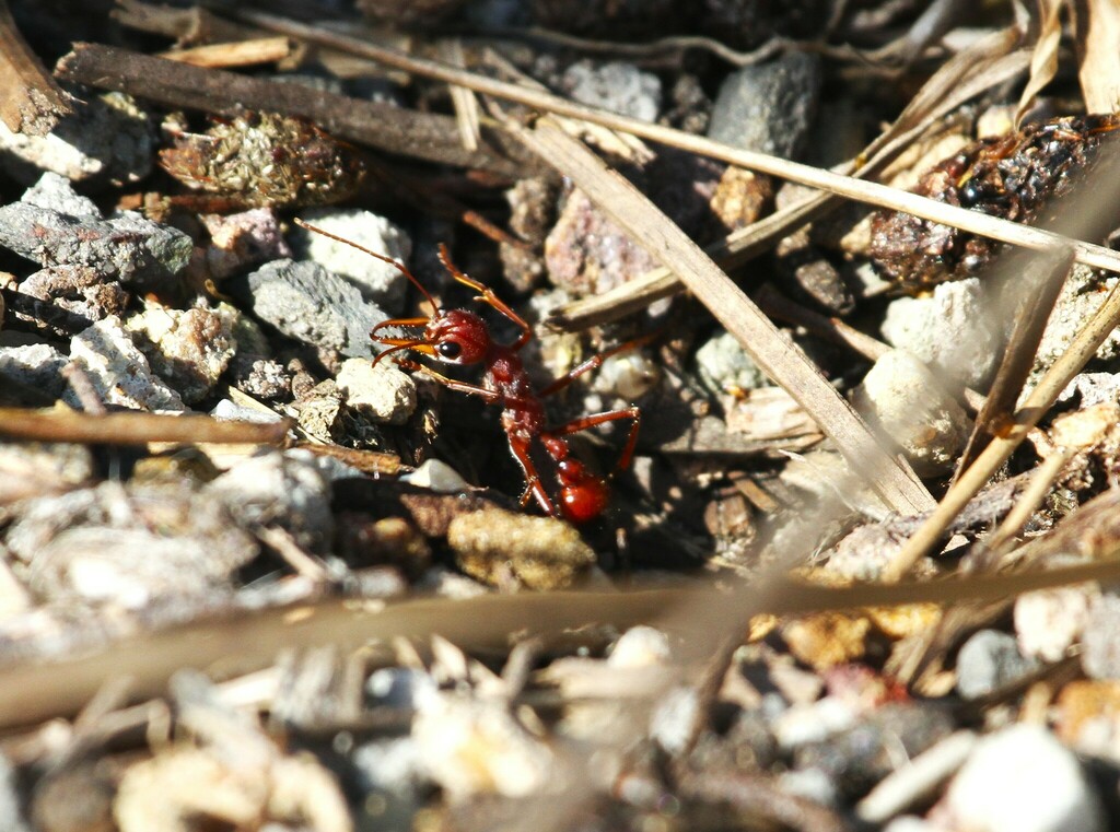 Jbt Red Rocks Red Bull Ant from Jervis Bay JBT 2540, Australia on September 7, 2023 ...