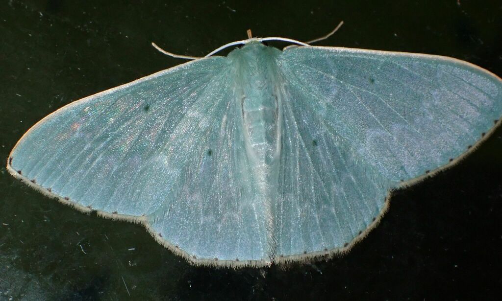 Prasinocyma punctulata