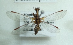 Spaminta minjerribae