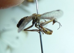 Spaminta minjerribae