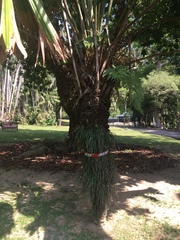 Licuala peltata