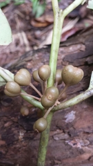 Peponidium