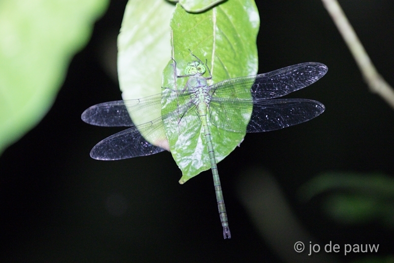 Staurophlebia