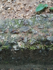 Macrotermes carbonarius