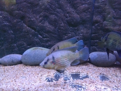 Hemichromis elongatus