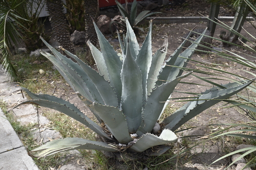Agave durangensis