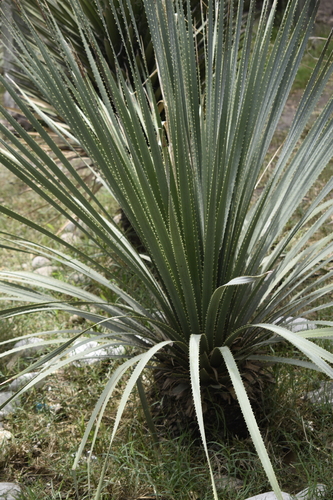 Dasylirion durangense