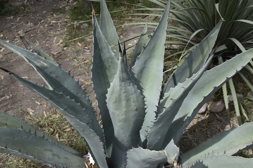 Agave durangensis