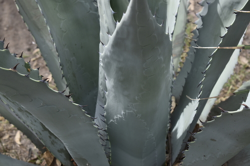 Agave durangensis